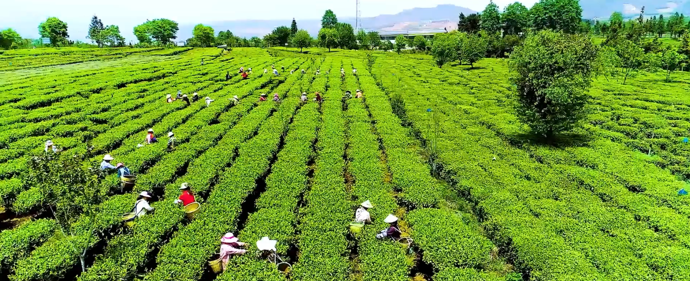 九江市柴桑区：春回大地，茶叶飘香