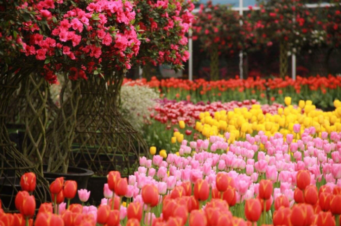 “赏花经济”催中国内地旅游市场加速“回春”