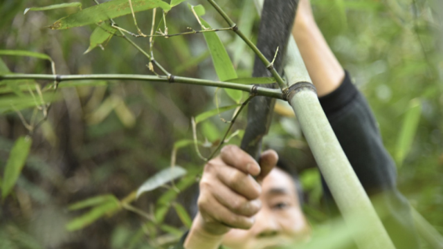中国与国际竹藤组织发布“以竹代塑”全球行动计划